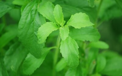 Here’s What You Need To Know About Stevia Sweeteners